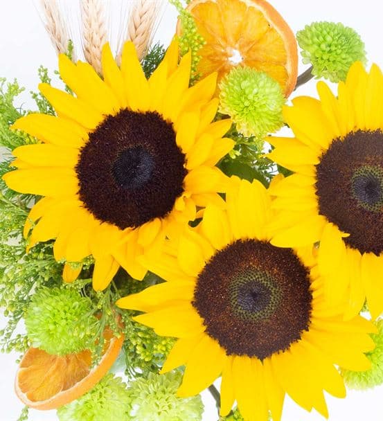 3 Ayçiçek Sabah Güneşi Çiçekleri - 3