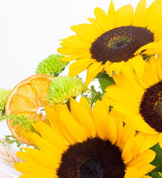 3 Ayçiçek Sabah Güneşi Çiçekleri - 4