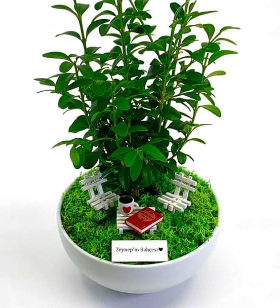 Anneye Hediye Bonsai - Cute Kolaksiyonu - 4