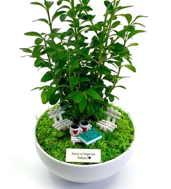 Arkadaşa Hediye Bonsai - Cute Koleksiyonu - 3
