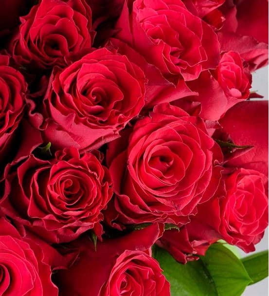 Ateş Böceği Premium 50 Kırmızı Gül Buketi - hover