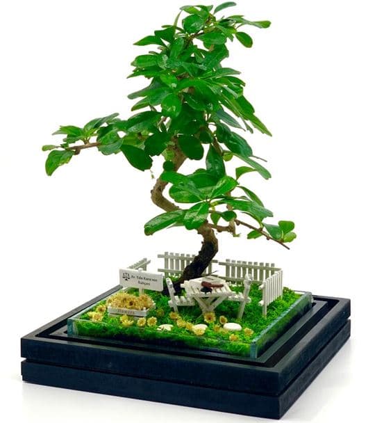 Avukata Hediye Teraryum - Bonsai Koleksiyonu