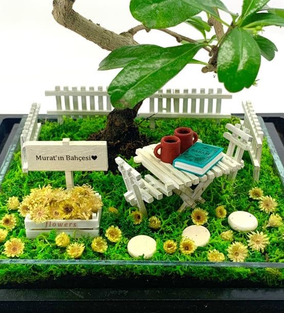 Babaya Hediye Teraryum - Bonsai Koleksiyonu - 3