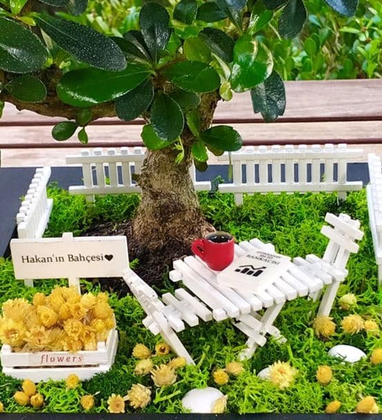 Bankacı Hediyesi Teraryum - Bonsai Koleksiyonu - 3
