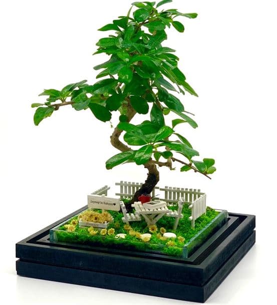 Bankacı Hediyesi Teraryum - Bonsai Koleksiyonu