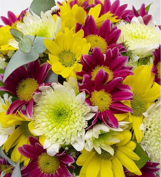 Cam Fanus Gökkuşağı Papatya Bahçesi - 3