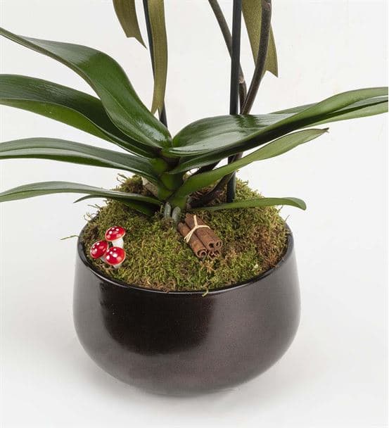 Campagna 2 Dallı Mor Orkide - hover