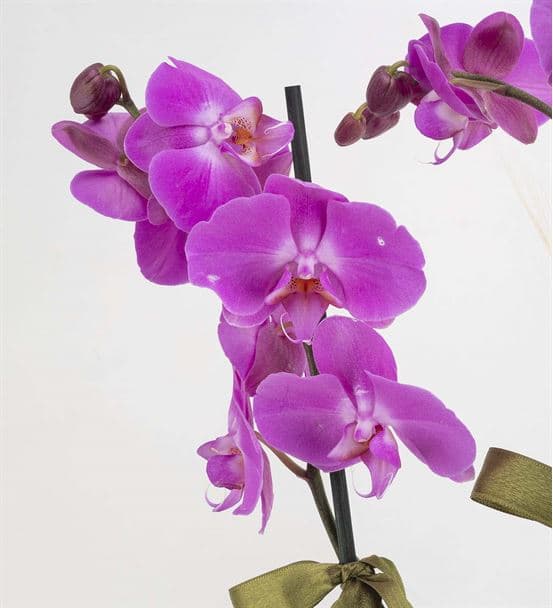 Campagna 2 Dallı Mor Orkide - 3