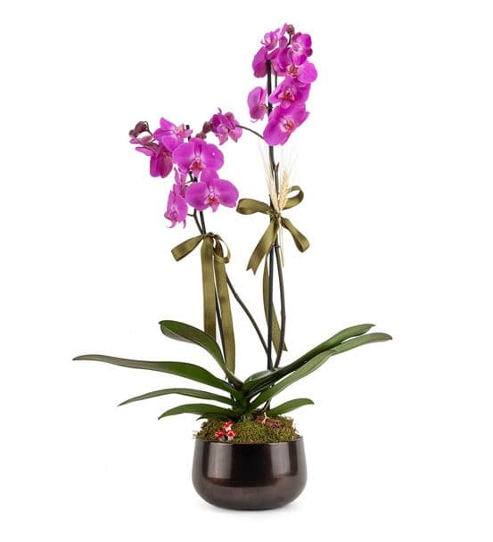 Campagna 2 Dallı Mor Orkide