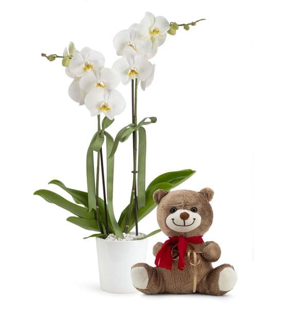 Canım Sevgilim Ayıcıklı 2 Dal Orkide Çiçeği