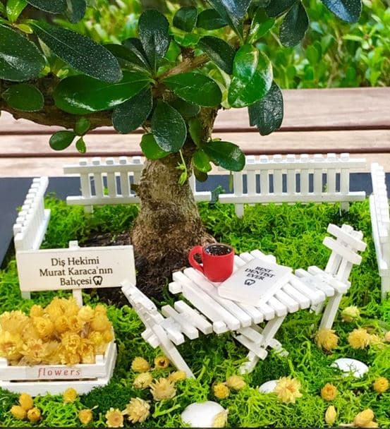 Diş Hekimine Hediye - Bonsai Koleksiyonu - 3
