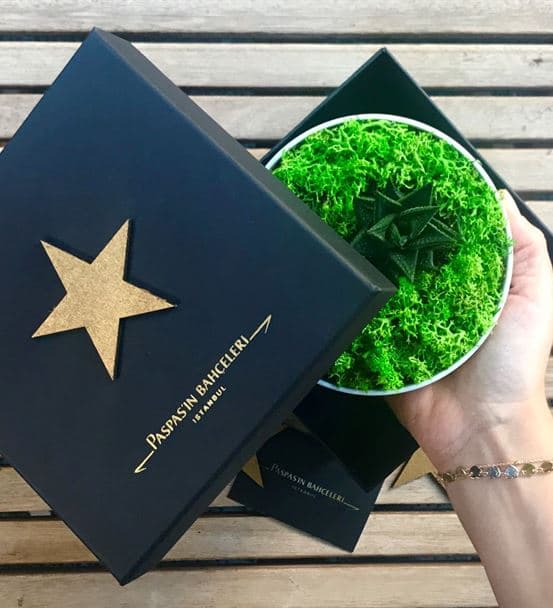 Diş Hekimleri Için Sukulent Bahçesi - Luna - 4