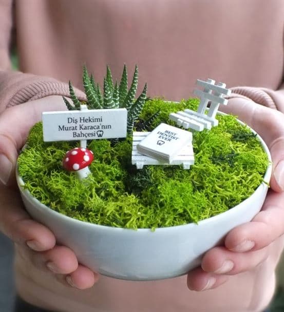 Diş Hekimleri Için Sukulent Bahçesi - Luna