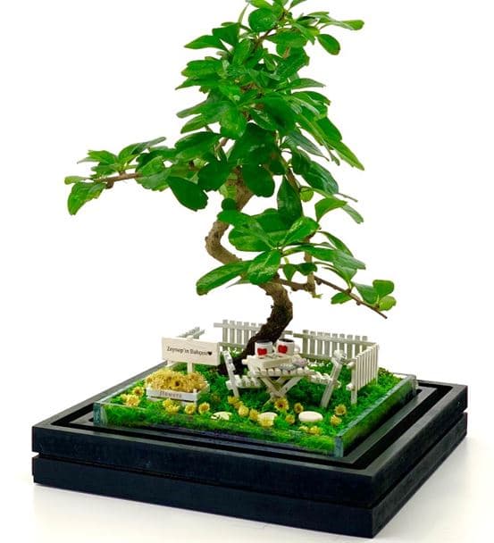Diyetisyene Hediye Teraryum - Bonsai Koleksiyonu