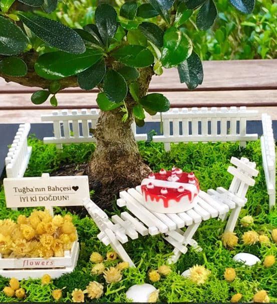 Doğum Günü Hediyesi - Bonsai Koleksiyonu - 3