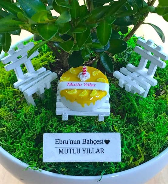 Doğum Günü İçin Bonsai - Cute Koleksiyonu - hover