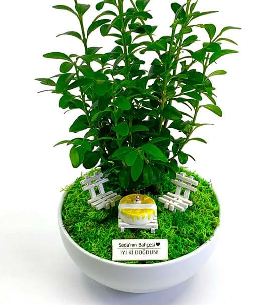 Doğum Günü İçin Bonsai - Cute Koleksiyonu - 4