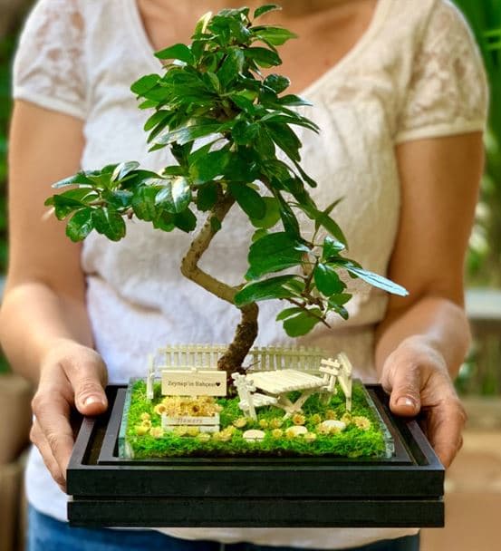 Doktora Hediye Teraryum- Bonsai Koleksiyonu - 4