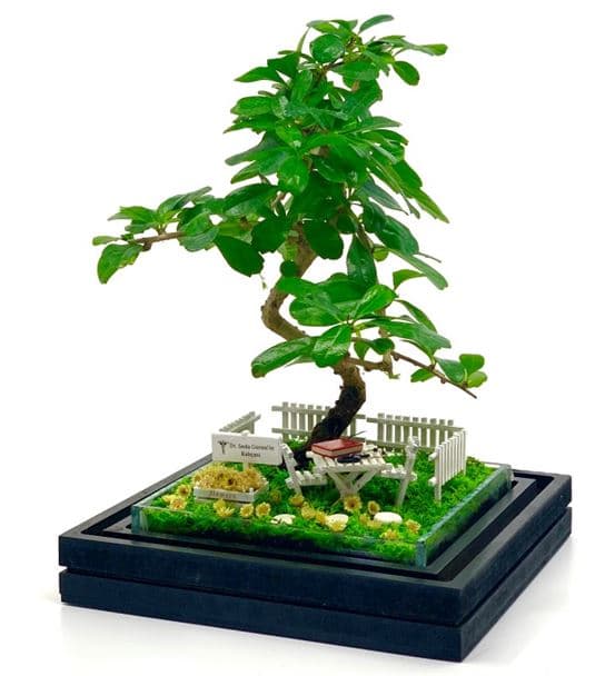 Doktora Hediye Teraryum- Bonsai Koleksiyonu