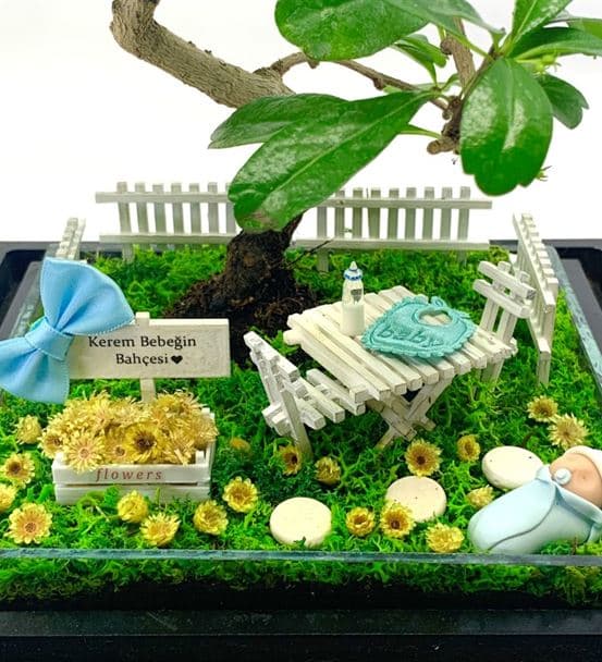 Erkek Bebek Hediyesi Teraryum - Bonsai Koleksiyonu - hover