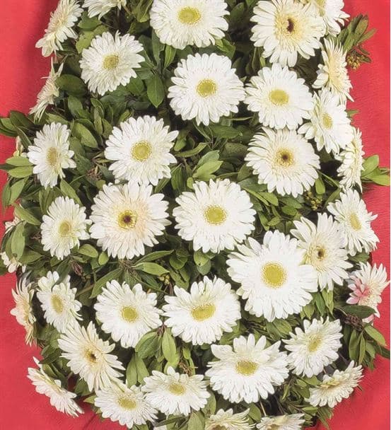 Güçlü Destek Beyaz Gerbera Tebrik Çelengi - hover