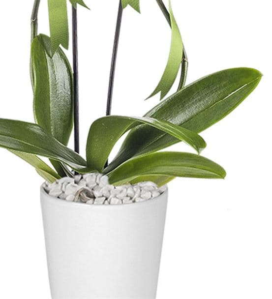 Hayal Adası 2 Dal Tasarım Mor Orkide - 3