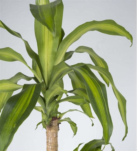 İkili Drecena Massengena Saksı Çiçeği 90cm - hover