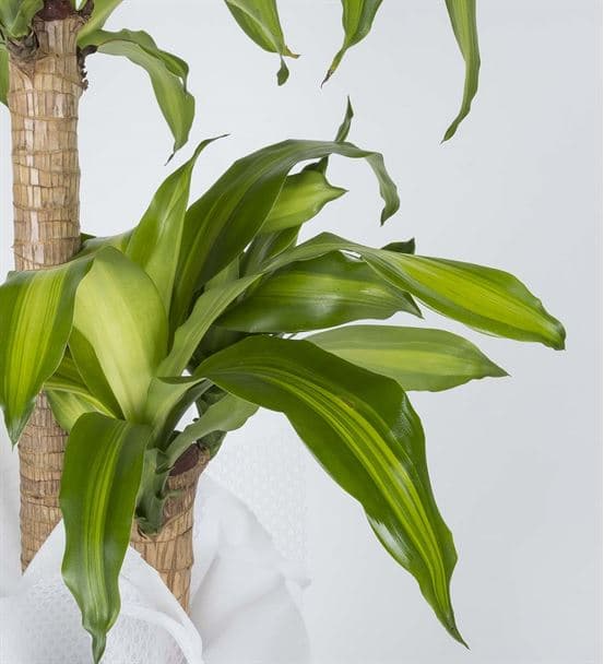 İkili Drecena Massengena Saksı Çiçeği 90cm - 3