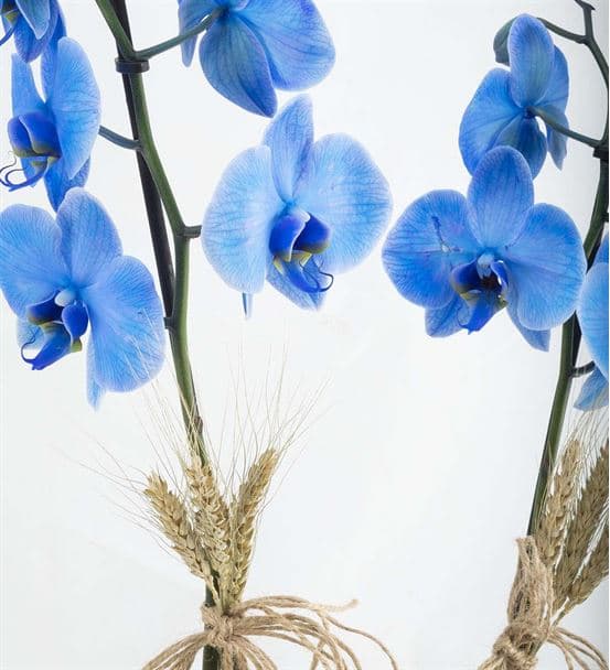 Isola Margherita 2 Dal Mavi Orkide Aranjmanı - hover