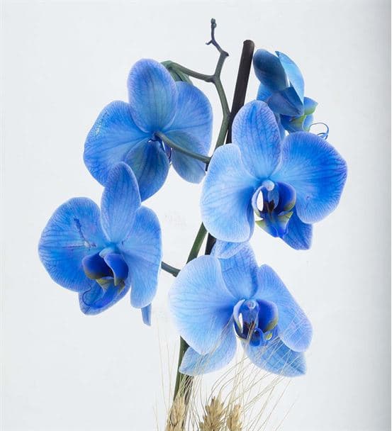 Isola Margherita 2 Dal Mavi Orkide Aranjmanı - 3