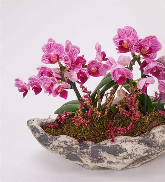 Kapadokya 4 Dal Mini Mor Orkide Tasarım Aranjmanı - hover