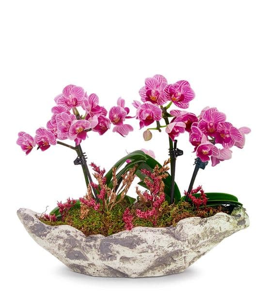 Kapadokya 4 Dal Mini Mor Orkide Tasarım Aranjmanı