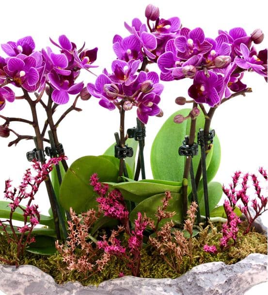 Kapadokya 6 Dal Mini Mor Orkide Tasarım Aranjmanı - hover