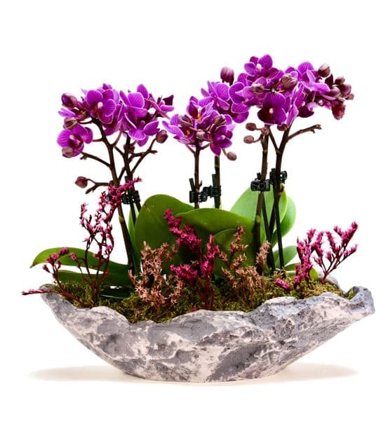 Kapadokya 6 Dal Mini Mor Orkide Tasarım Aranjmanı