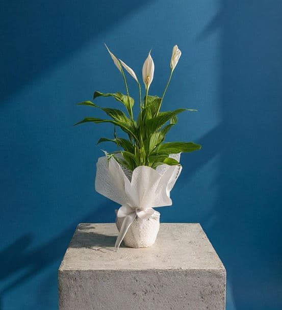 Kar Beyaz Sevgi Spatifilyum Barış Çiçeği - 3