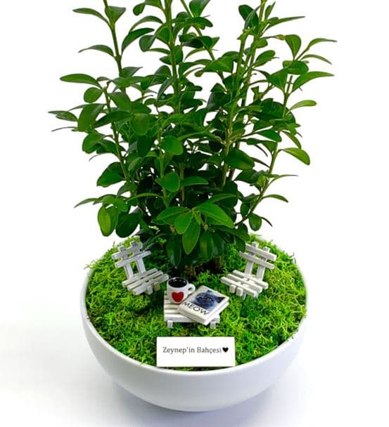 Kedi Severe Hediye Bonsai - Cute Koleksiyonu - 4
