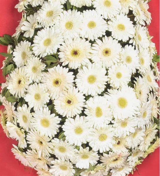 Kırmızı Beyaz Gerbera Kutlama Çelengi - hover