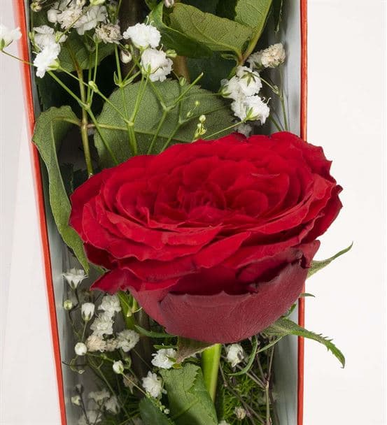 Kutuda 3 Kırmızı Gül - 3