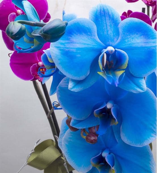 Lovely Fanus Camda Mavi Pembe Saksı Orkideler - hover