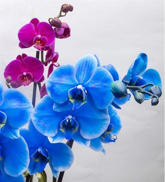 Lovely Fanus Camda Mavi Pembe Saksı Orkideler - 3