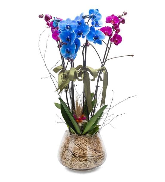 Lovely Fanus Camda Mavi Pembe Saksı Orkideler
