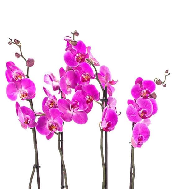 Mat Siyah Saksıda 4 Dal Pembe Orkide Tasarım - hover