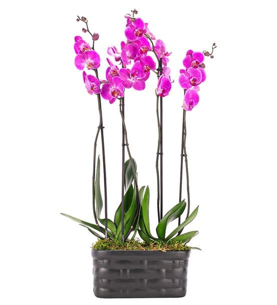 Mat Siyah Saksıda 4 Dal Pembe Orkide Tasarım