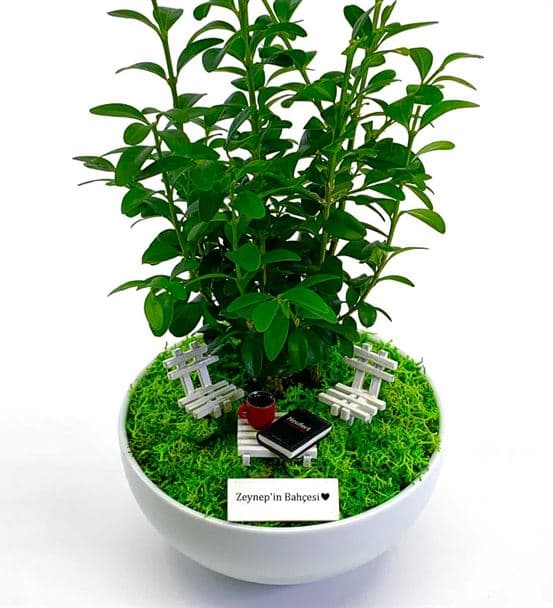 Mimara Hediye Bonsai - Cute Koleksiyonu - 4