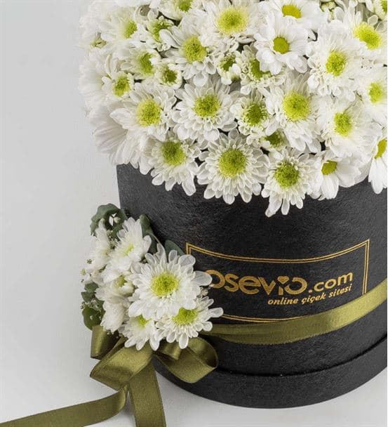 Montparnasse Kutuda Ayıcıklı Beyaz Papatyalar - hover