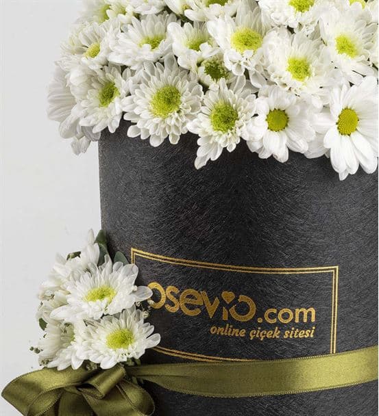 Montparnasse Kutuda Ayıcıklı Beyaz Papatyalar - 3