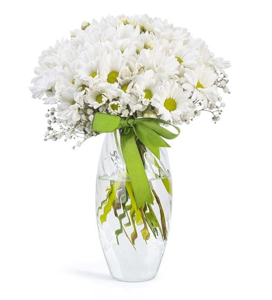 Papatya Bahçesi Tasarım Aranjmanı