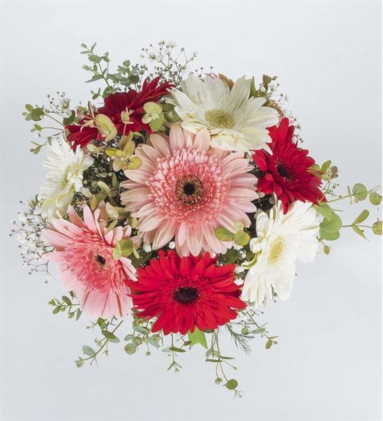 Renk Cümbüşü Gerbera Mevsim Çiçekleri - hover