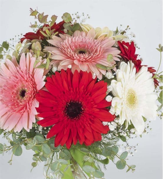 Renk Cümbüşü Gerbera Mevsim Çiçekleri - 3