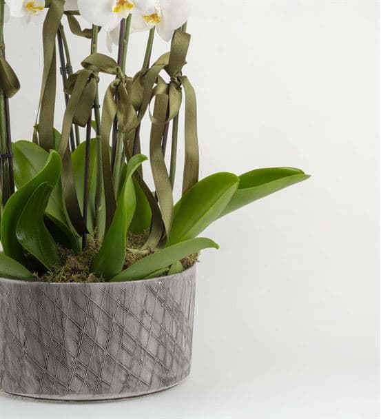 San Marino 10 Dal Beyaz Orkideler - 3